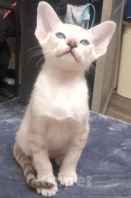 Кошки в Воронеже: Кошечка Девочка, 16 000 руб. - фото 2