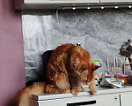 Кошки в Егорьевске: Мей-кун полилакт Девочка, 35 000 руб. - фото 2