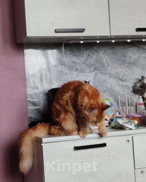 Кошки в Егорьевске: Мей-кун полилакт Девочка, 35 000 руб. - фото 2
