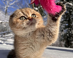 Кошки в Геленджике: Шотландский вислоухий котенок золотая шиншилла Мальчик, 45 000 руб. - фото 1
