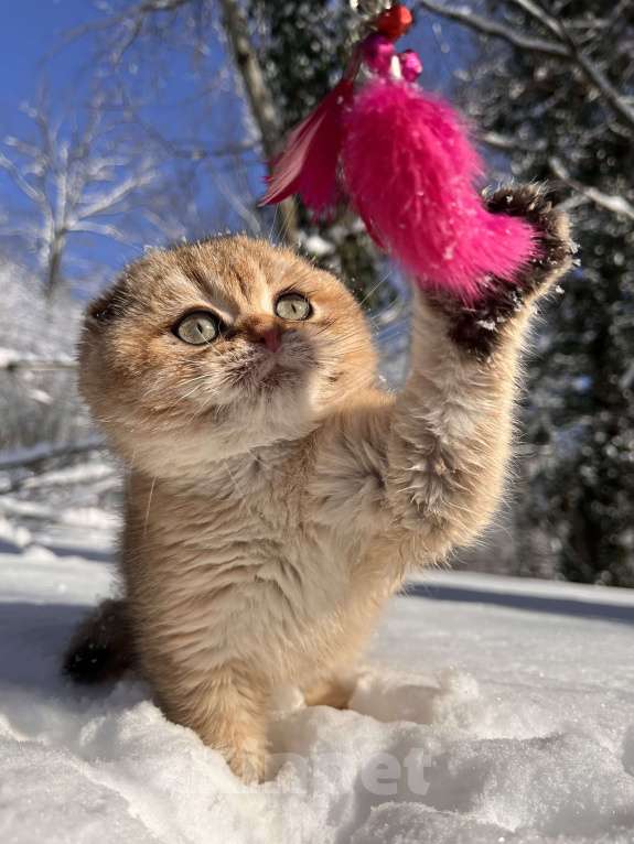 Кошки в Геленджике: Шотландский вислоухий котенок золотая шиншилла Мальчик, 45 000 руб. - фото 1