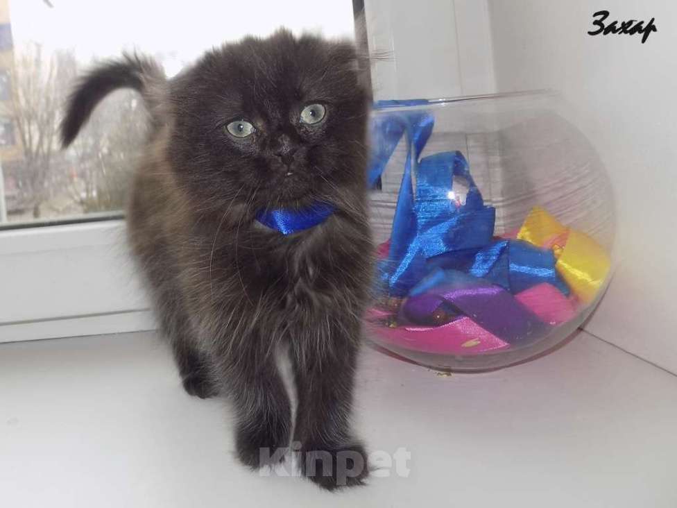 Кошки в Москве: Шотландский длинношерстный вислоухий котенок, мальчик Мальчик, 20 000 руб. - фото 7