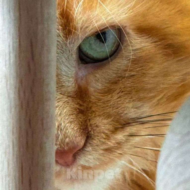 Кошки в Москве: Пушистый рыжий кот ищет дом Мальчик, Бесплатно - фото 2