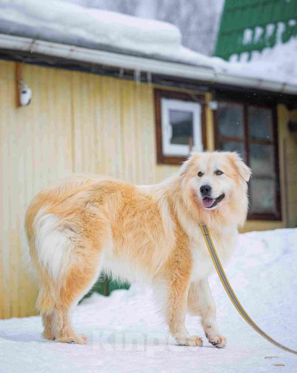 Собаки в Москве: Пушистая, добрая, красивая собака Уля в добрые руки Девочка, Бесплатно - фото 1