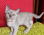 Кошки в Санкт-Петербурге: Бурманские котята Девочка, 50 000 руб. - фото 2