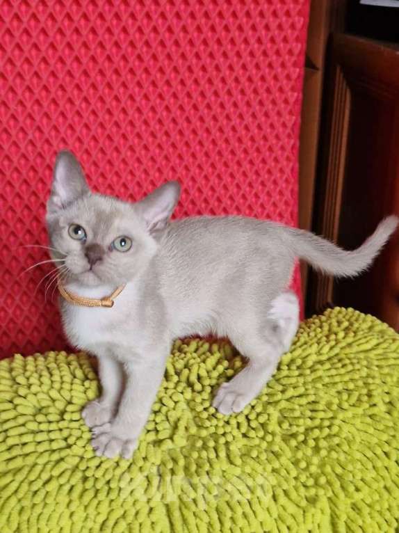Кошки в Санкт-Петербурге: Бурманские котята Девочка, 50 000 руб. - фото 2