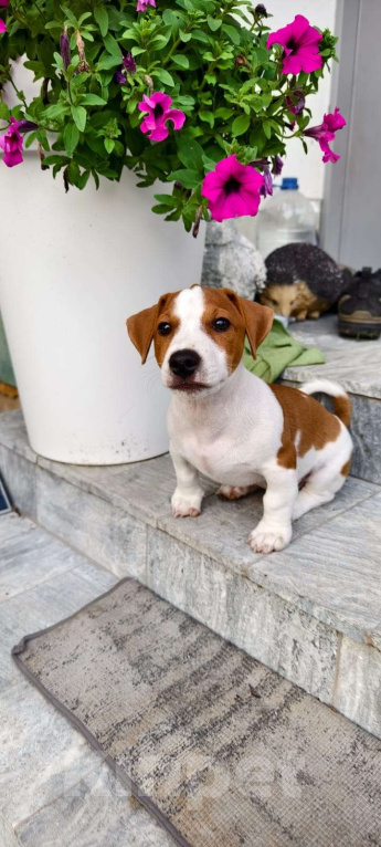 Собаки в Москве: Винни Мальчик, 80 000 руб. - фото 4