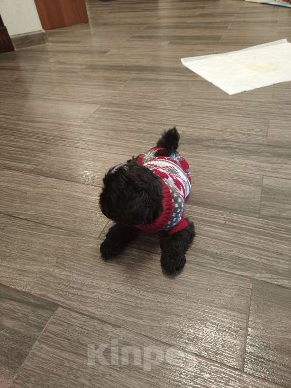 Собаки в Екатеринбурге:  Щенки Ши-тцу Мальчик, 35 000 руб. - фото 2