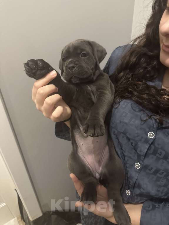 Собаки в других городах Московской области: Щенки кане-корсо Девочка, 45 000 руб. - фото 2