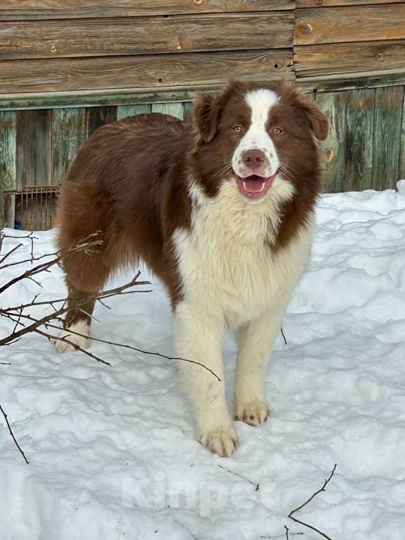 Собаки в других городах Владимирской области: щенок австралийской овчарки Девочка, 90 000 руб. - фото 2