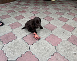 Собаки в Ростове-на-Дону: Курцхаар-мальчик  Мальчик, 10 000 руб. - фото 1
