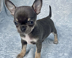 Собаки в Люберцах: Чихуахуа голубо-подпалая Девочка, 120 000 руб. - фото 4