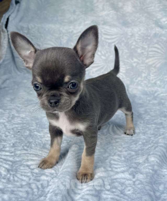 Собаки в Люберцах: Чихуахуа голубо-подпалая Девочка, 120 000 руб. - фото 4