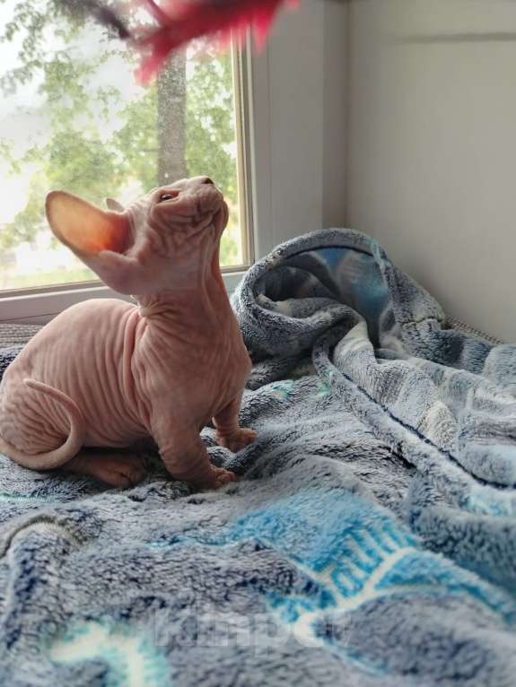 Кошки в Озерах: Продажа котят породы Двельф Мальчик, 30 000 руб. - фото 5