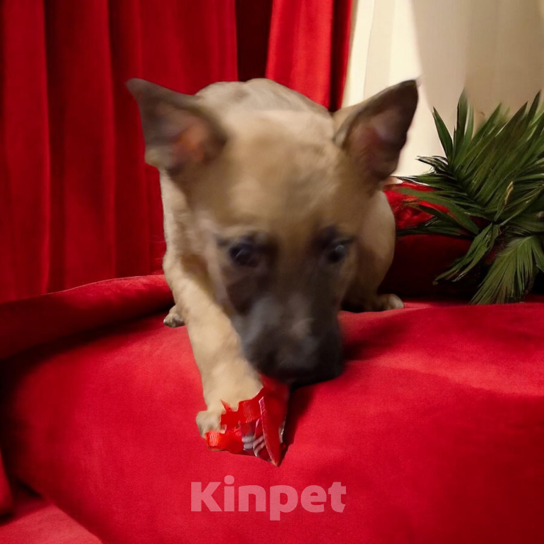 Собаки в Москве: Прекрасные щенки Голландской овчарки Девочка, 80 000 руб. - фото 5