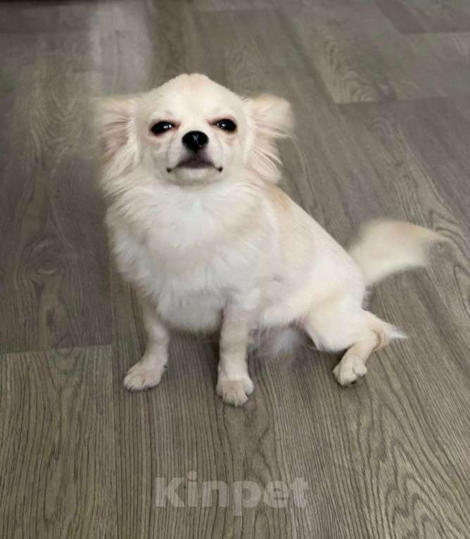 Собаки в Люберцах: Чихуахуа крем Мальчик, 40 000 руб. - фото 4