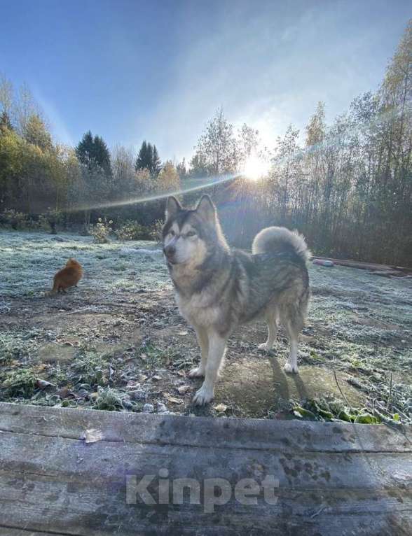 Собаки в других городах Архангельской области: Щенки аляскинского маламута Мальчик, 10 000 руб. - фото 3
