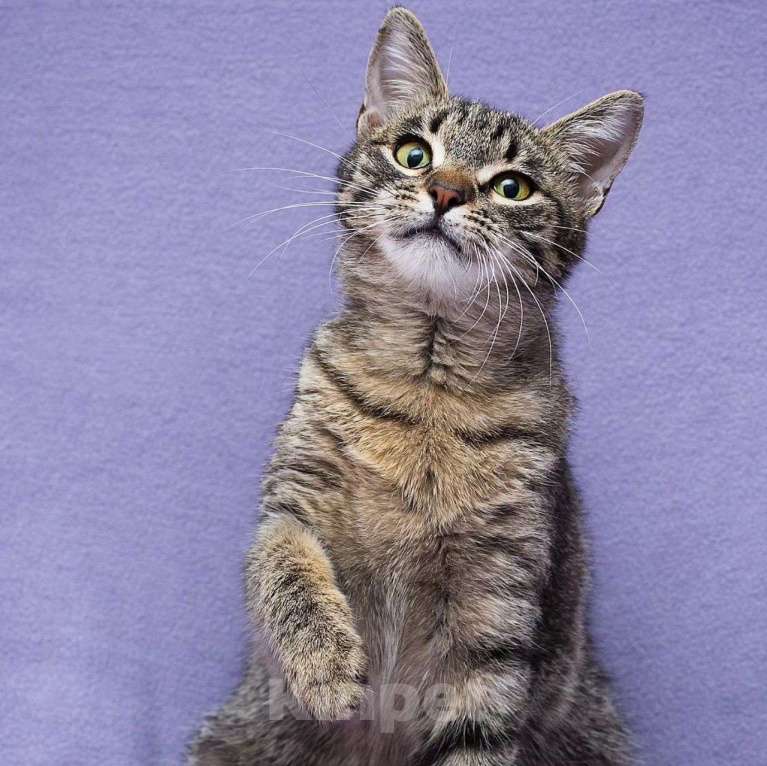 Кошки в Москве: Котенок Незабудка очень нуждается в доме Девочка, Бесплатно - фото 3