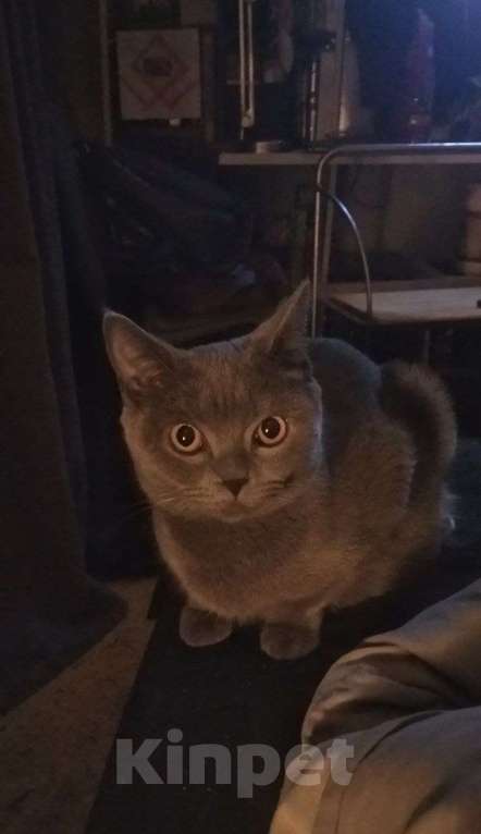 Кошки в Москве: Продается котенок . Девочка, 8 000 руб. - фото 4