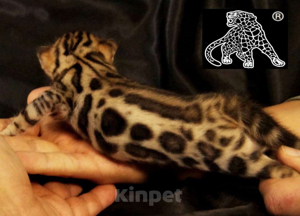Кошки в Хабаровске: Бенгальский котенок. Профессиональный Питомник. Мальчик, Бесплатно - фото 5