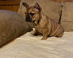 Собаки в Санкт-Петербурге: Шикарная девочка французского бульдога  Девочка, 50 000 руб. - фото 9