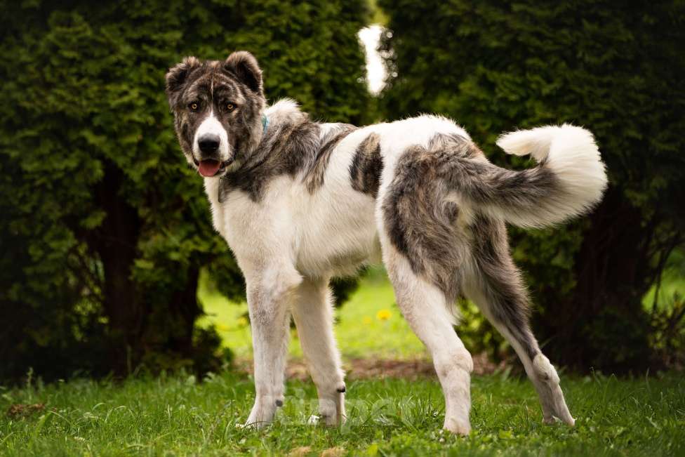 Собаки в Москве: Кавказский волкодав в добрые руки. Мальчик, Бесплатно - фото 9