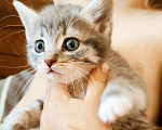 Кошки в Балашихе: Котята Девочка, Бесплатно - фото 3