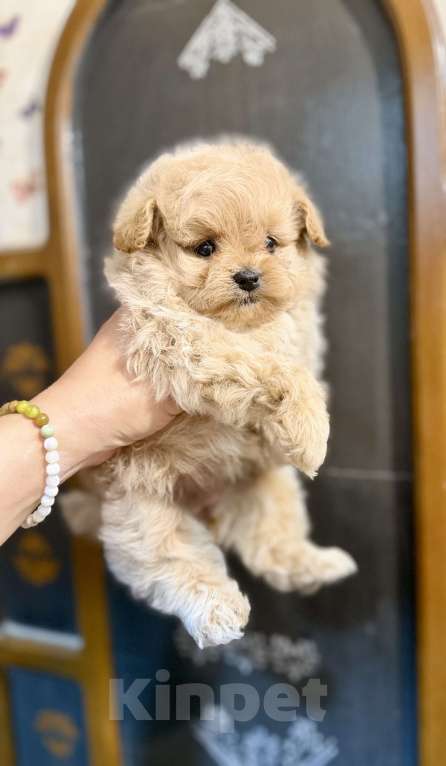 Собаки в Ростове-на-Дону: Мальтипу девочки Девочка, 70 000 руб. - фото 6