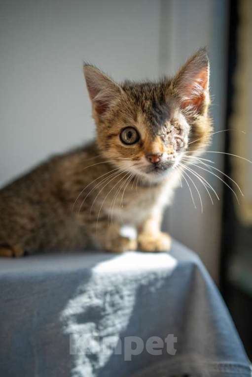 Кошки в Москве: Самые ласковые котята, которым больше всех нужен дом Девочка, 1 руб. - фото 4