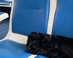 Собаки в Нижнекамске: Английский Кокер-спаниель 6 месяцев Девочка, 12 000 руб. - фото 2