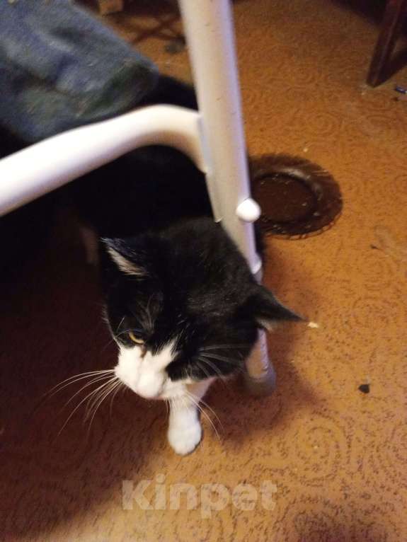 Кошки в Москве: Пятнышко ищет дом Девочка, Бесплатно - фото 2