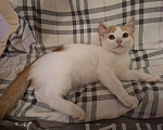 Кошки в Химках: Котенок мальчик 1 месяц Мальчик, Бесплатно - фото 6