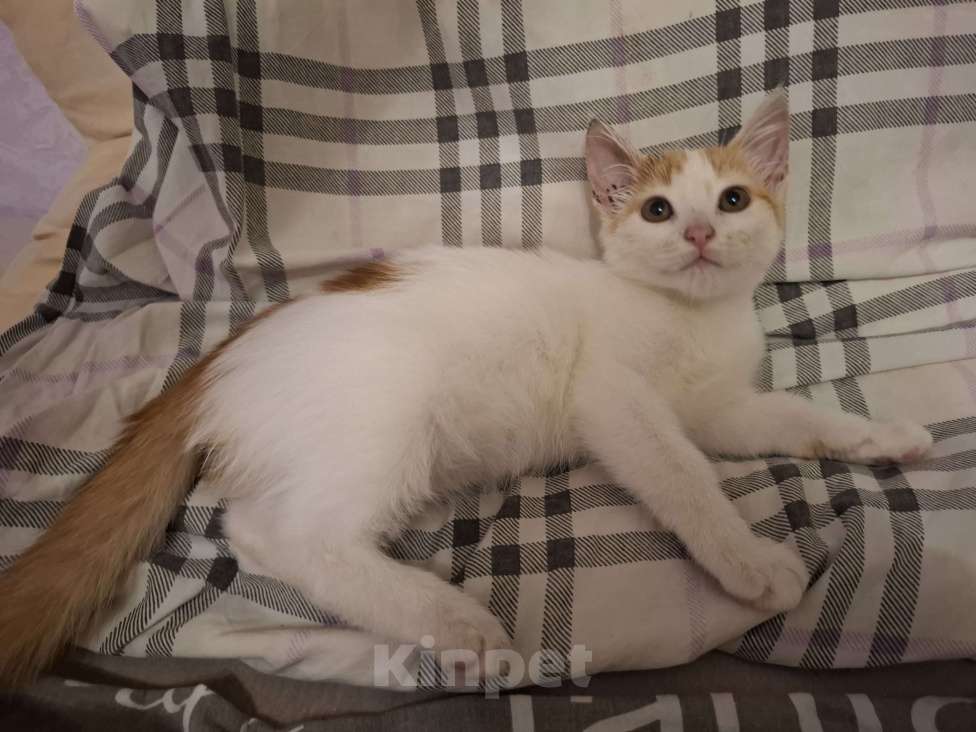 Кошки в Химках: Котенок мальчик 1 месяц Мальчик, Бесплатно - фото 6