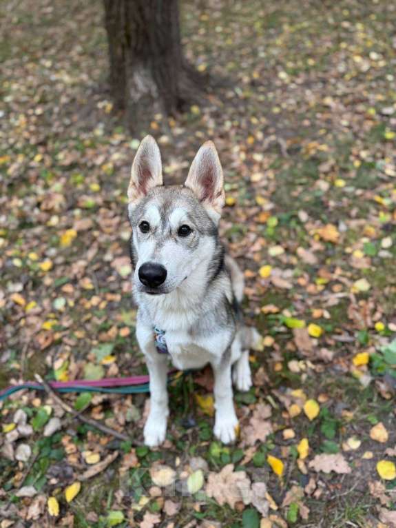 Собаки в Москве: Мультяшный Вольт в поиске дома! Мальчик, Бесплатно - фото 6