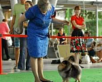 Собаки в Екатеринбурге: ВЯЗКА МИШКОЙ Девочка, 25 000 руб. - фото 5
