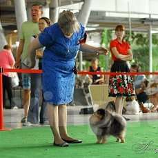 Собаки в Екатеринбурге: ВЯЗКА МИШКОЙ Девочка, 25 000 руб. - фото 5