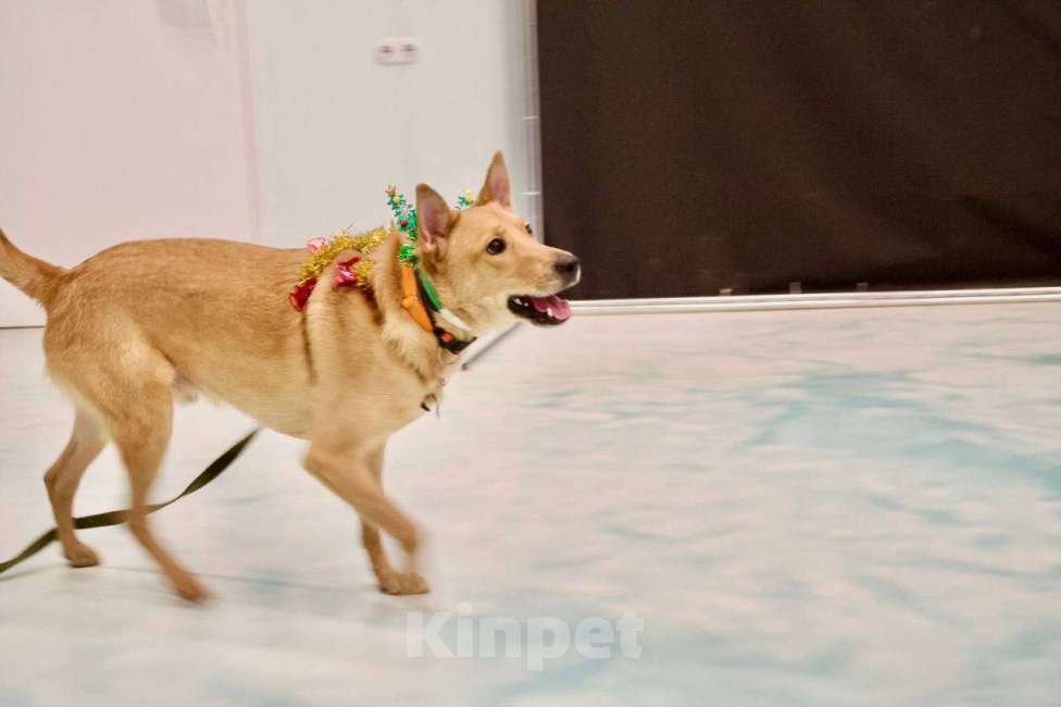 Собаки в Королеве: Лосик ищет дом Мальчик, Бесплатно - фото 3