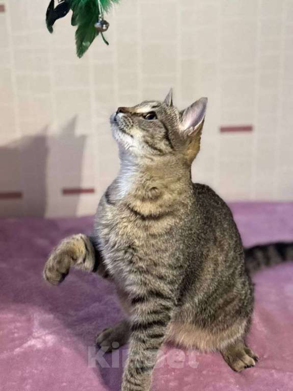 Кошки в Москве: котенлк Виталина ищет дом Девочка, Бесплатно - фото 2