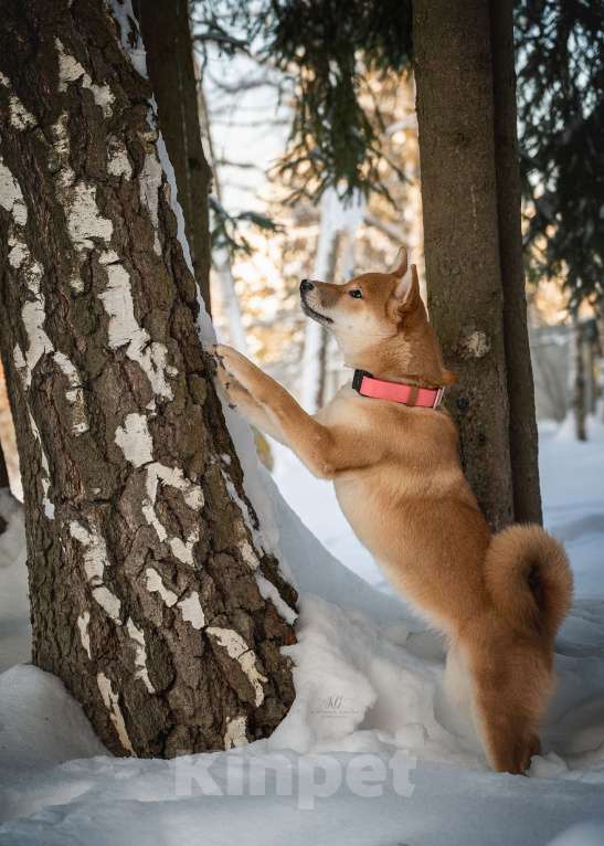 Собаки в Москве: Щенок девочка Сиба-ину ласковая и нежная Девочка, 60 000 руб. - фото 4
