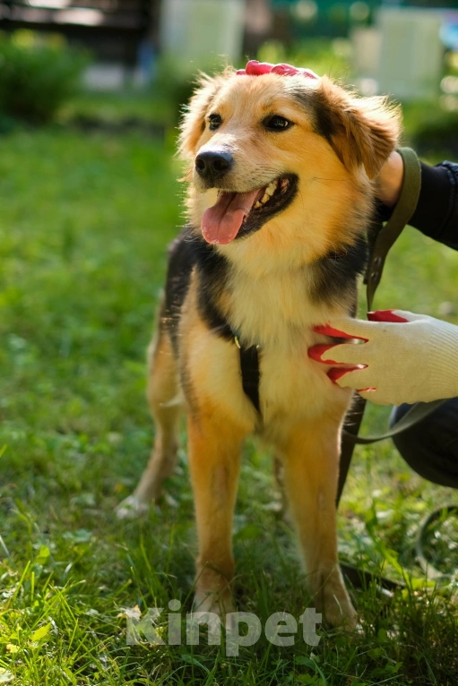 Собаки в Санкт-Петербурге: Собака из приюта: пушистая Келли Девочка, Бесплатно - фото 4