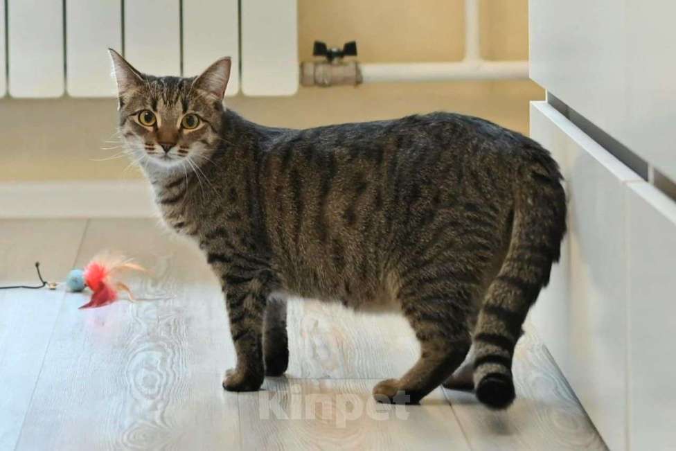 Кошки в Москве: Лавруша ищет дом  Девочка, Бесплатно - фото 6