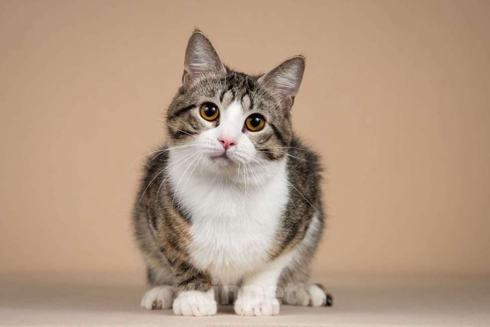 Кошки в Москве: Котик Бенни ищет доброе сердце. Мальчик, Бесплатно - фото 4