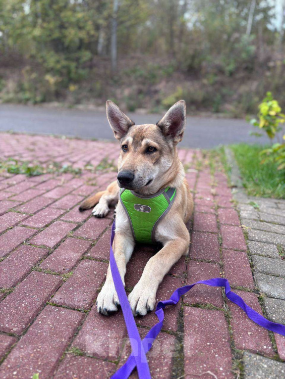 Собаки в Москве: В самые добрые руки. Щенок 7 месяцев Мальчик, Бесплатно - фото 2