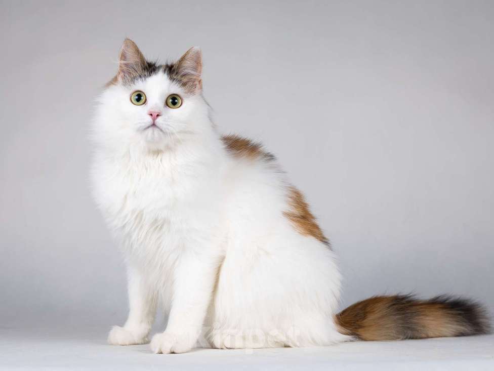 Кошки в Москве: Молодая сибирская трехцветная кошечка Зая в дар Девочка, 1 руб. - фото 5