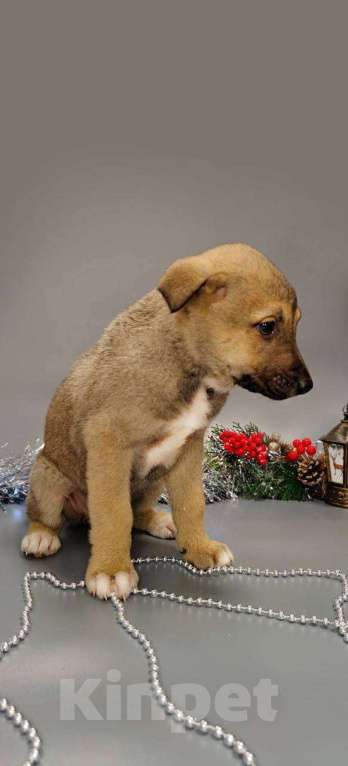 Собаки в других городах Московской области: Герда Девочка, Бесплатно - фото 1