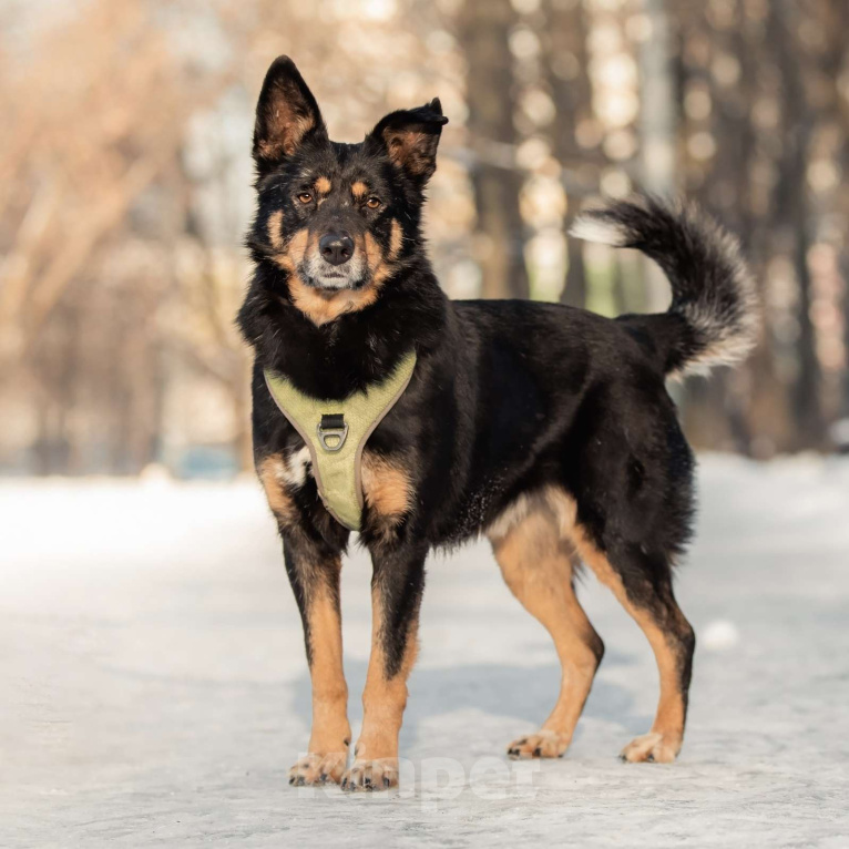 Собаки в Москве: Байкал Мальчик, Бесплатно - фото 3