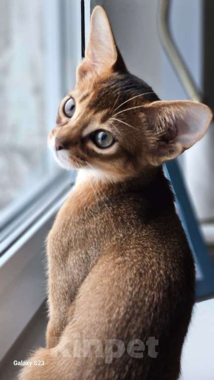 Кошки в Ижевске: Предлагаются абиссинские Котята с родословной из питомника Мальчик, 65 000 руб. - фото 3