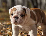 Собаки в Воронеже: Щенок английского бульдога Девочка, Бесплатно - фото 2