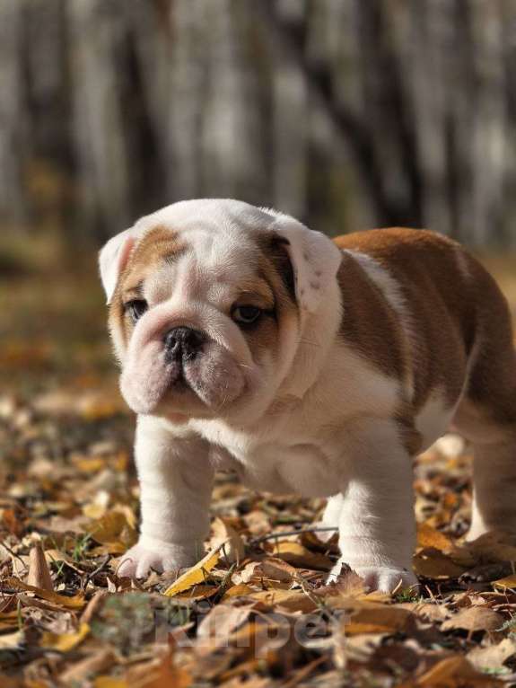 Собаки в Воронеже: Щенок английского бульдога Девочка, Бесплатно - фото 2