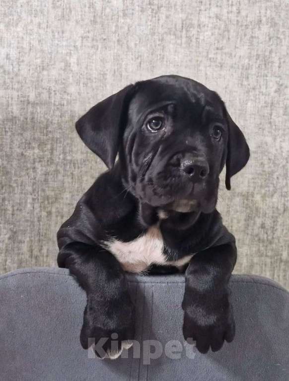 Собаки в других городах Краснодарского края: Щенки Кане Корса  Девочка, Бесплатно - фото 4